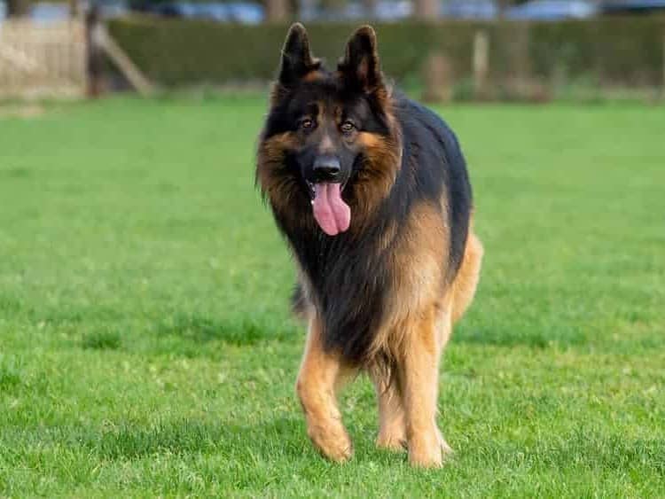 King Shepherd Dog: The Ultimate Guide to This Majestic Breed