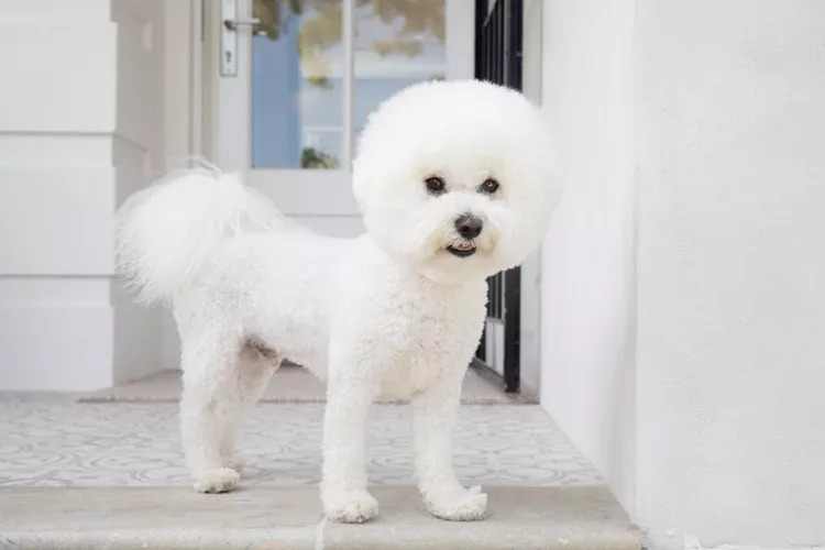 A bichon frise dog stands proudly on a step, showcasing its fluffy white coat and playful demeanor.