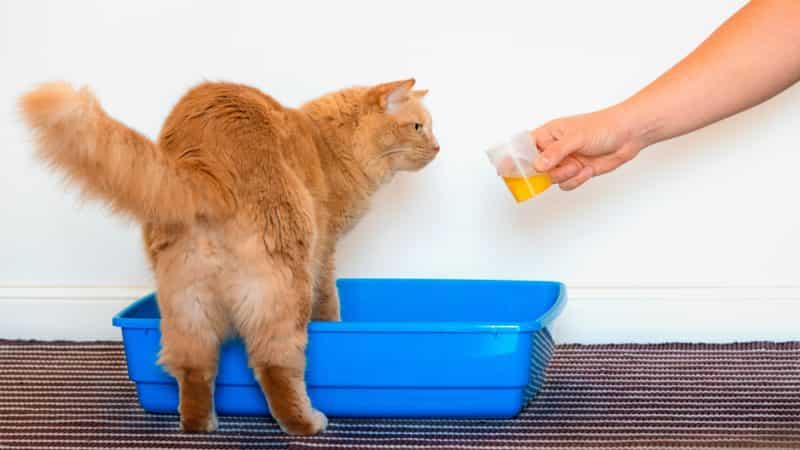 A worried cat owner examining their cat's urine for blood, with concerns about urinary health