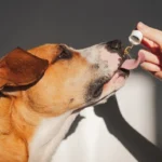 CBD Oil For Dogs