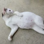 cat pregnant