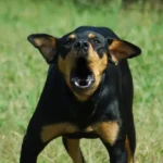 Dog Barking at Night